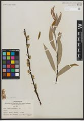 Foto von Salix petiolaris Sm.